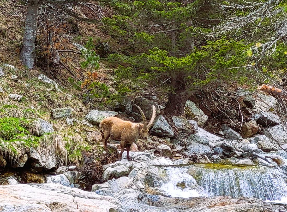 Bouquetin sauvage s'abreuvant dans le Boréon