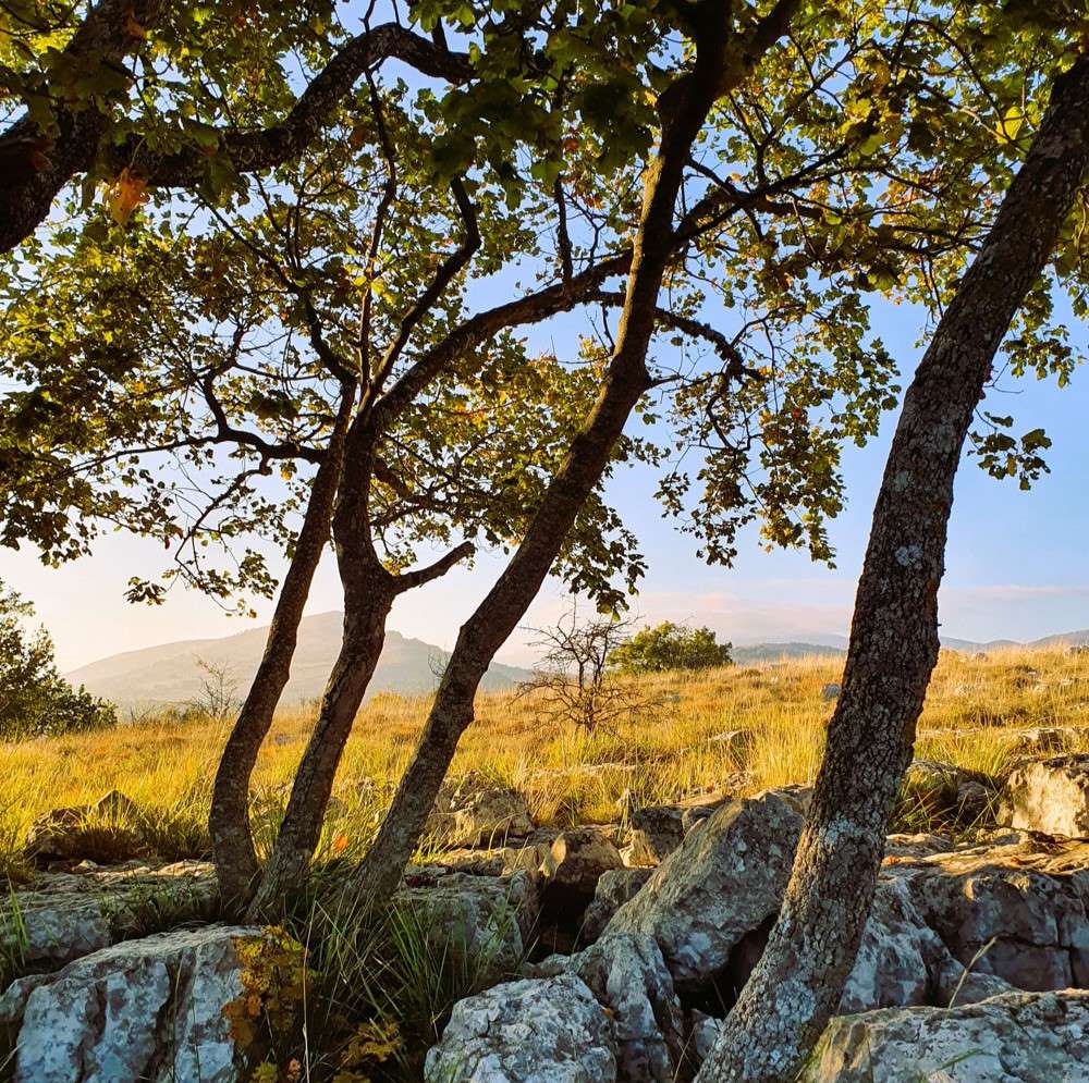 The lush nature of Col de Vence